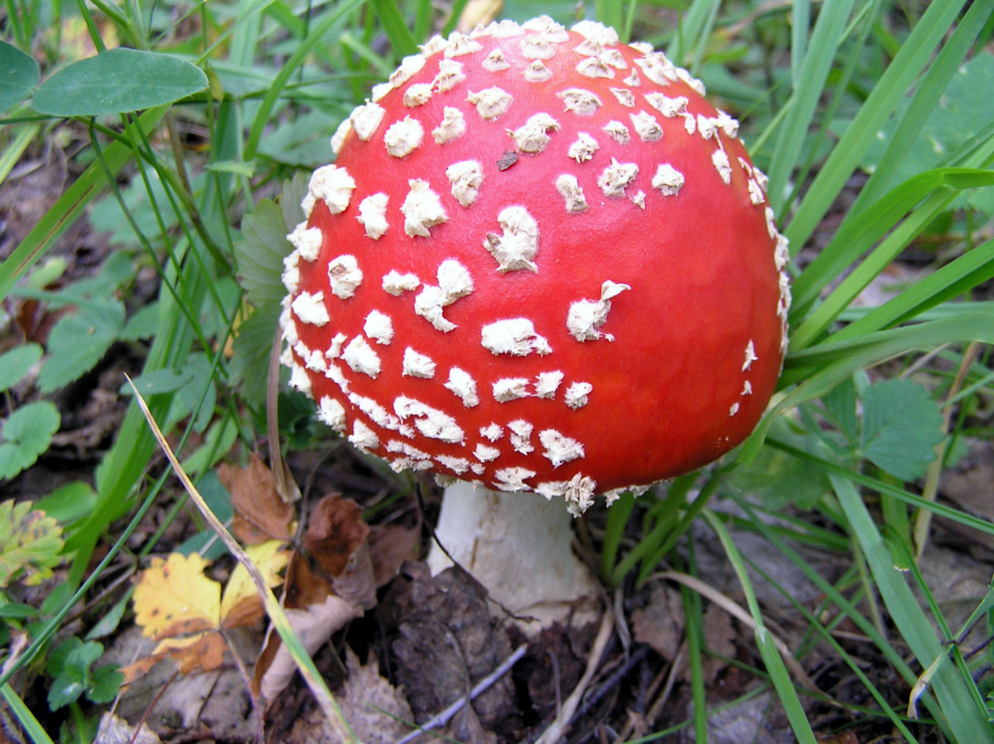Несъедобный гриб красного цвета
