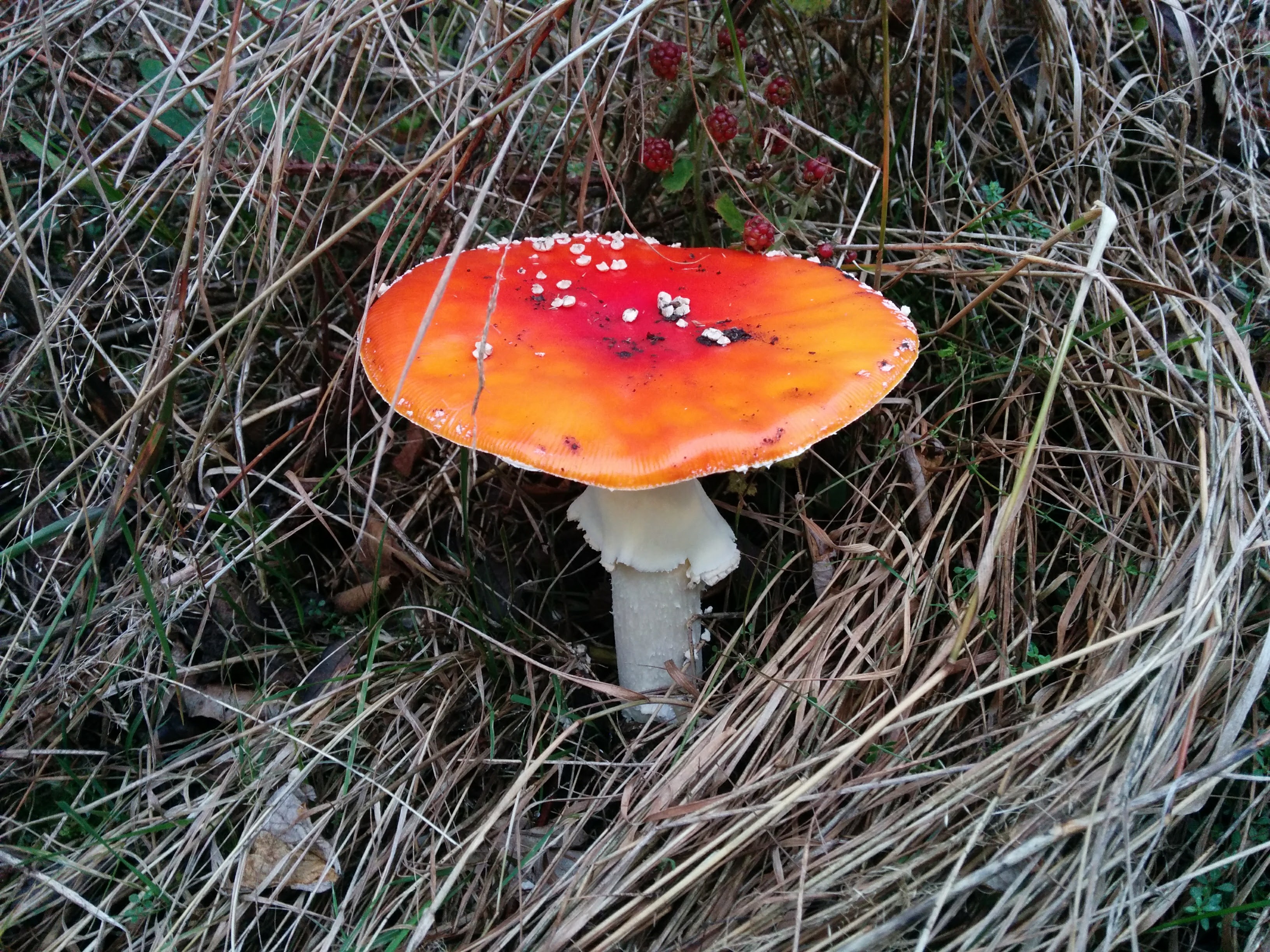 Fungi Light красный мухомор 30 гр