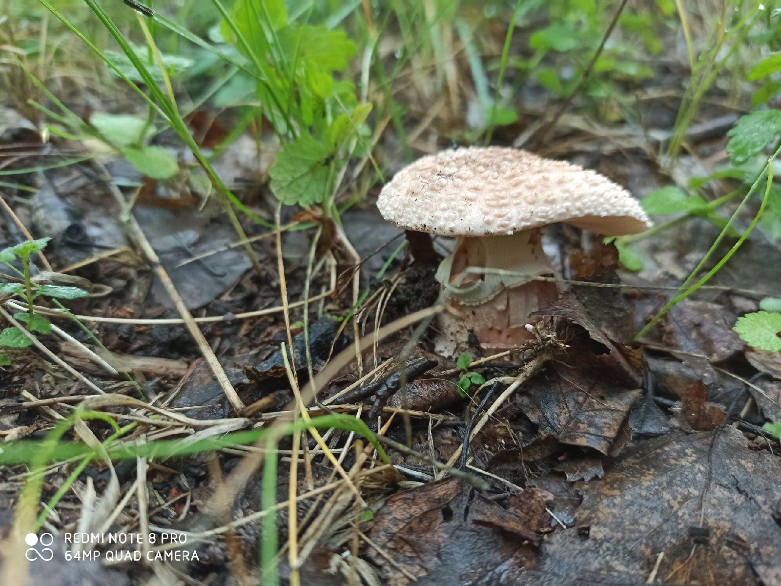 Ядовитые грибы Омской области