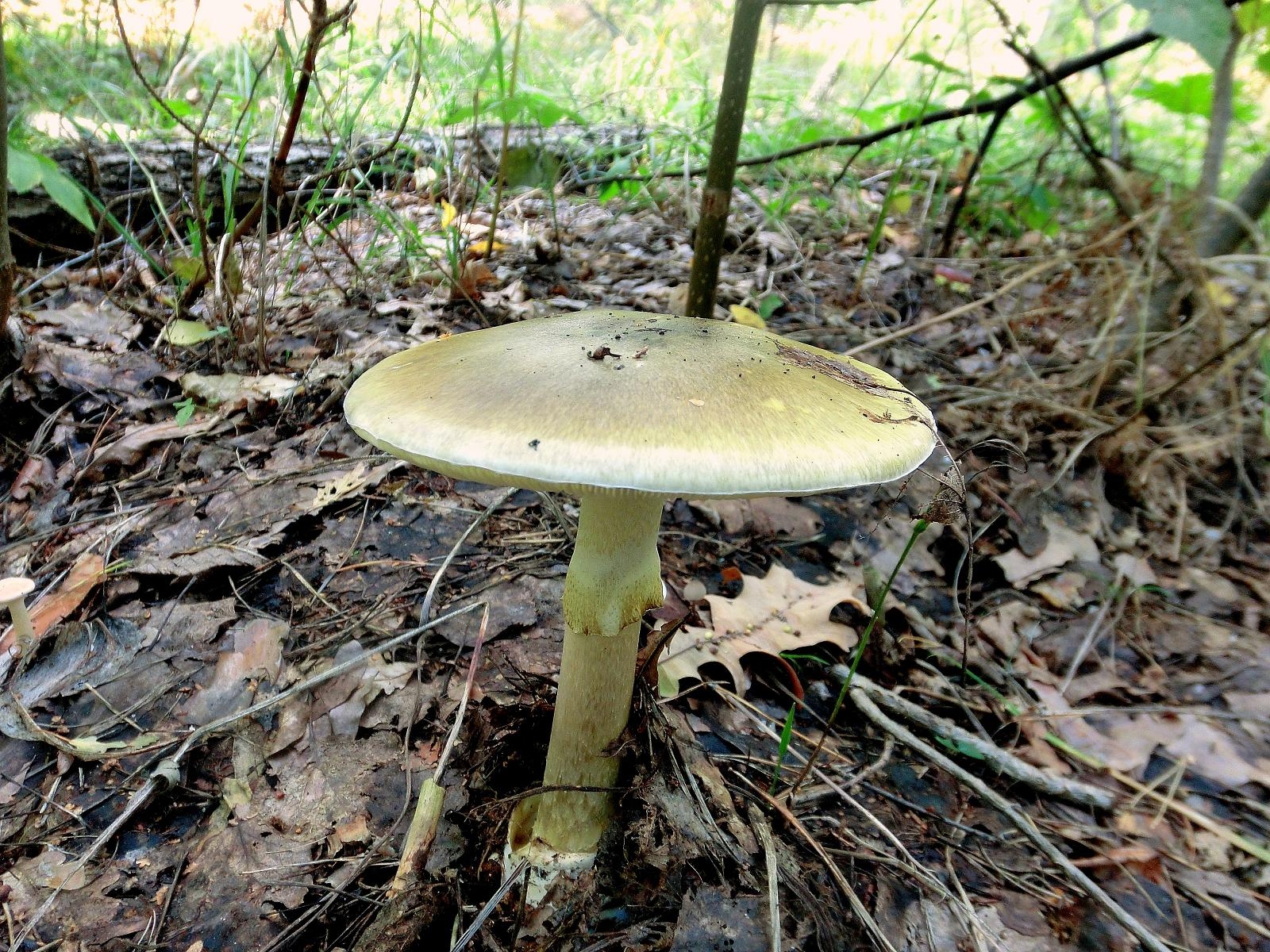 Ядовитые грибы Пензенской области