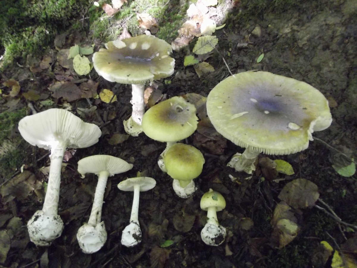 Ядовитые грибы Черноземья