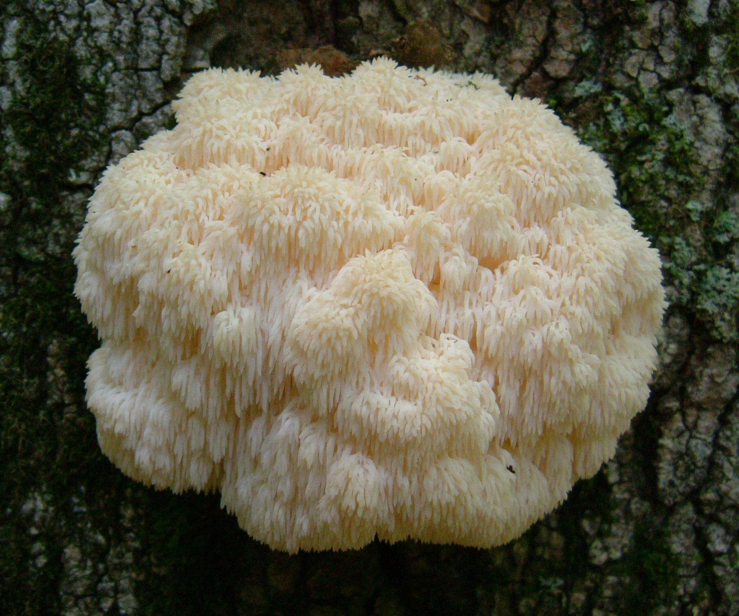 Королевский гриб коралл