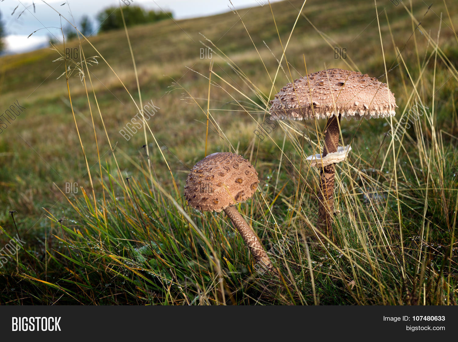 грибы зонтики съедобные фото приготовление