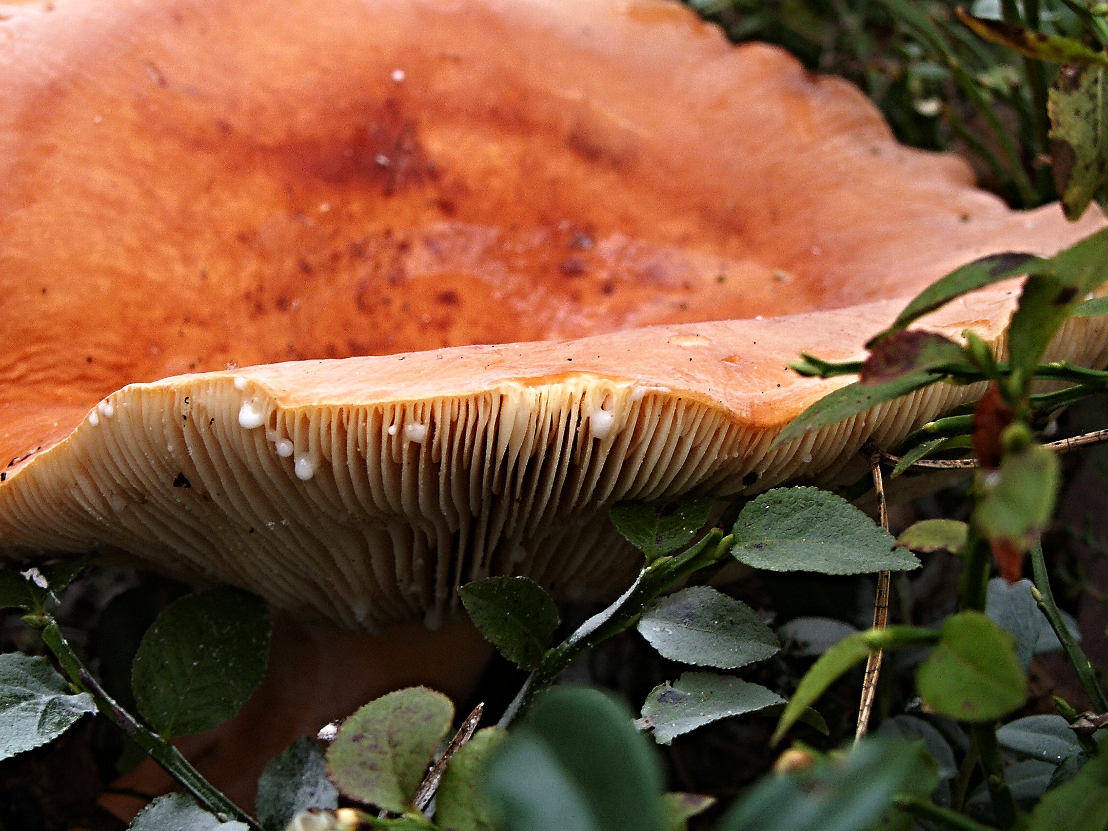 Оранжевые грибы с шипами