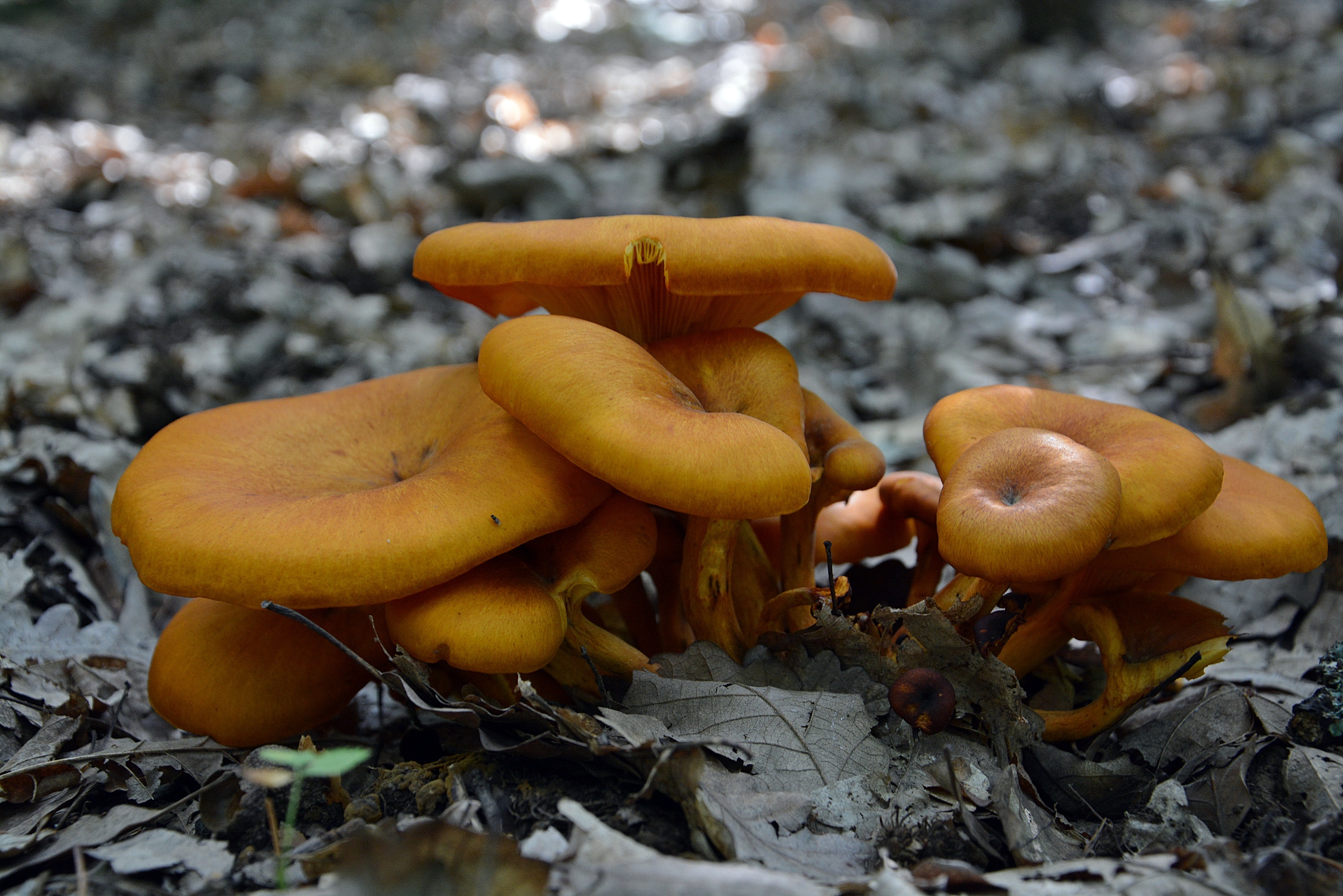 Сентябрюхи грибы