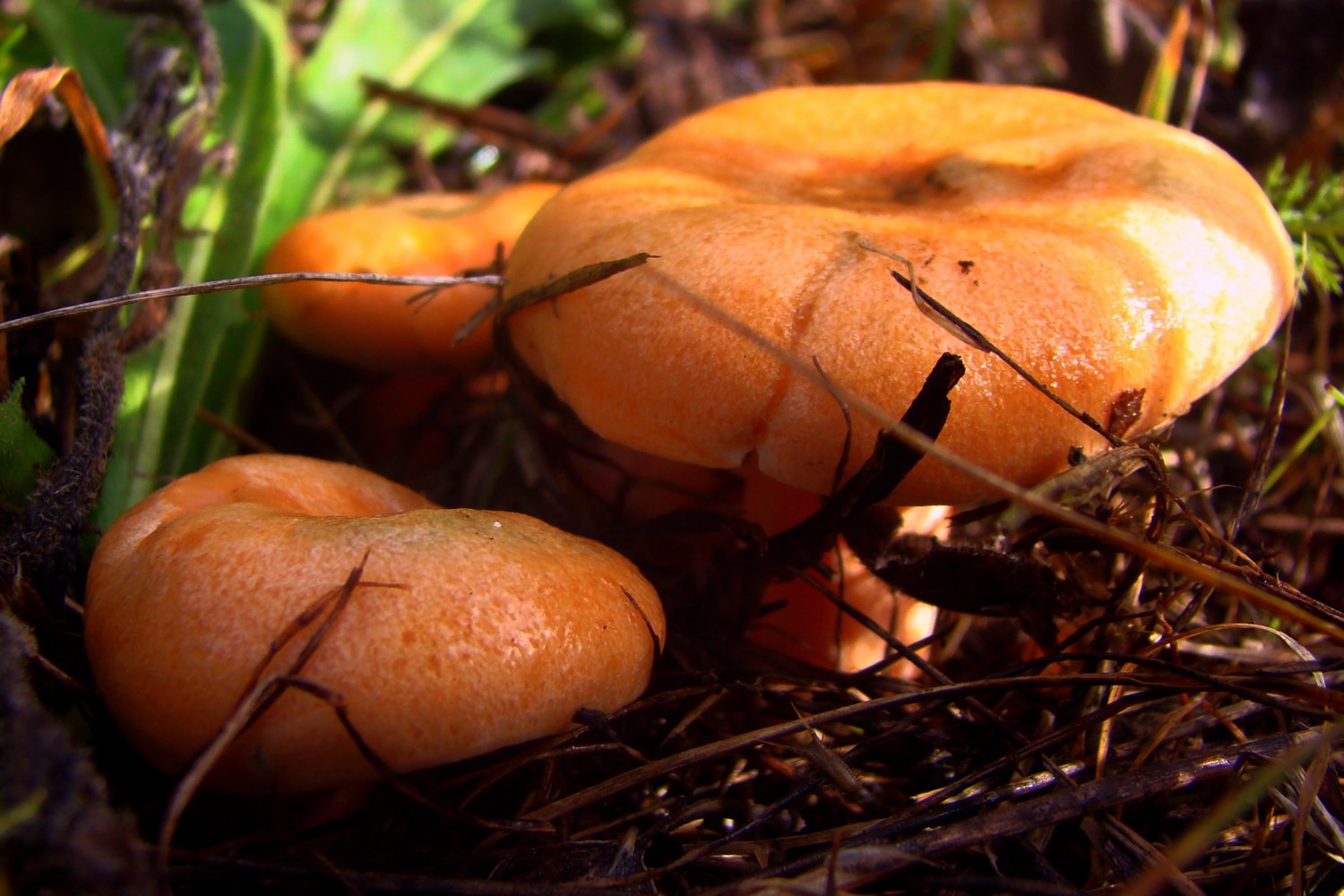 Осень рыжики. Рыжик Сосновый/Боровой (Lactarius deliciosus);. Рыжики грибы. Царский гриб Рыжик. Осенние грибы рыжики.