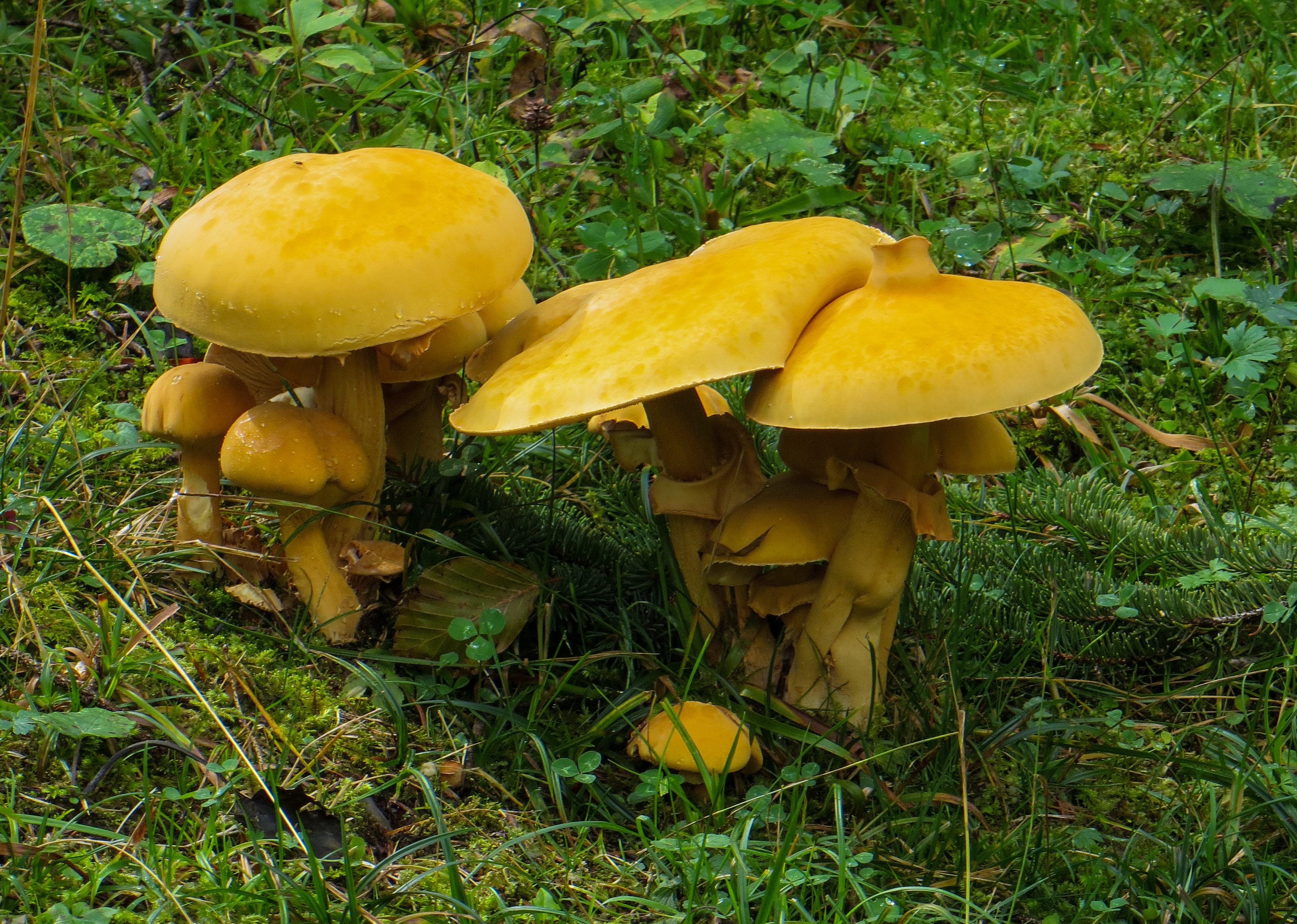Осенний гриб желтушка