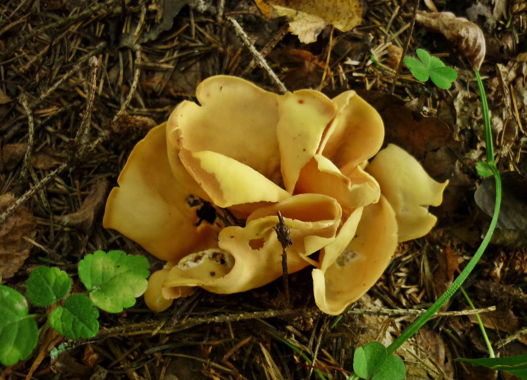 Первый гриб весной название. Отидея Ослиная гриб. Отидея ракушковидная. Ранние весенние грибы съедобные. Весенние грибы съедобные в апреле.
