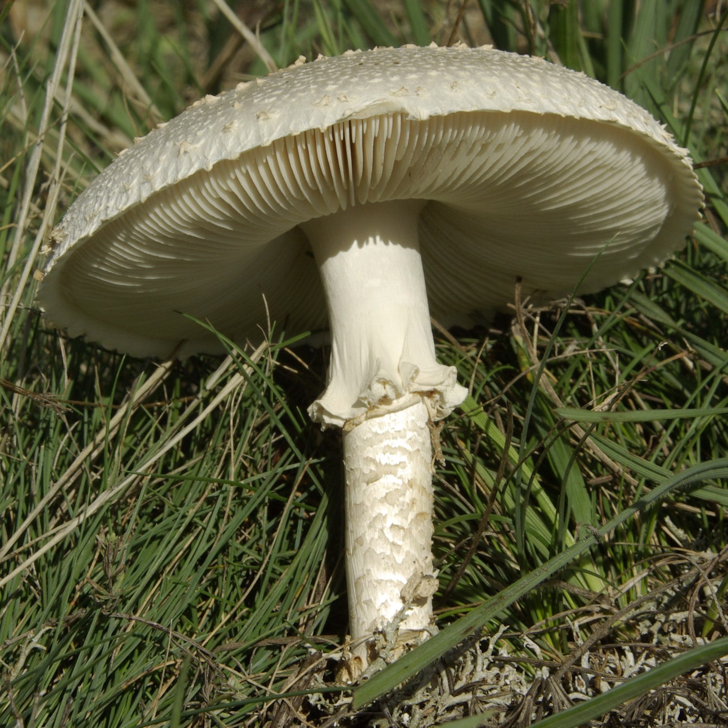белый горный гриб крым фото