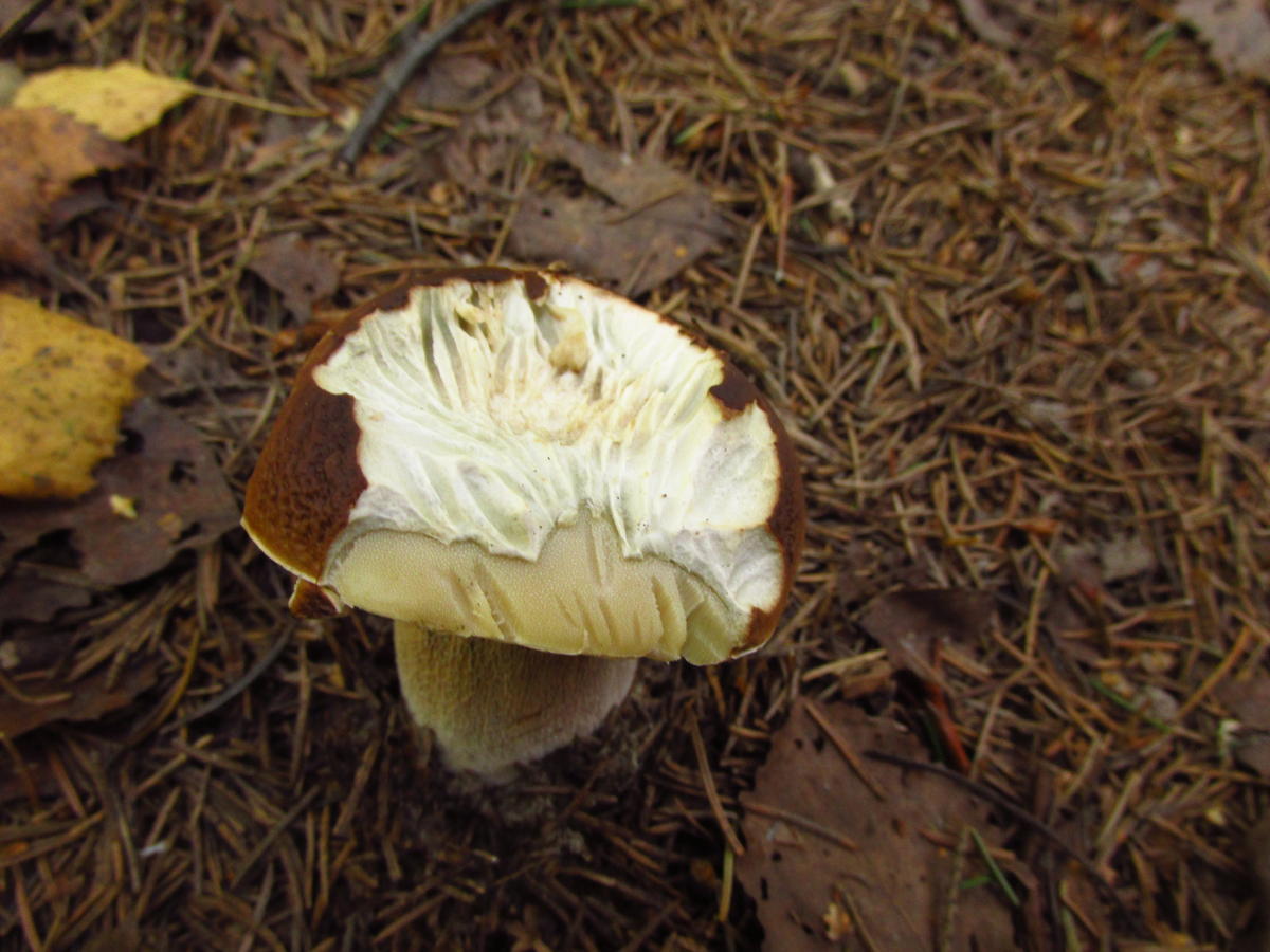 Весенние грибы Ленинградской области съедобные