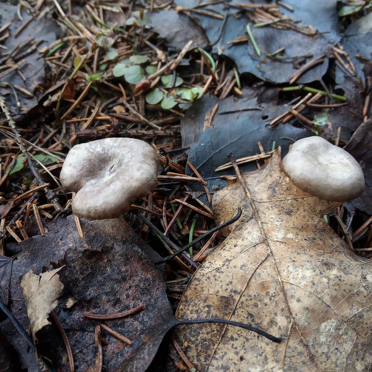 Весенние грибы съедобные в апреле мае с фото