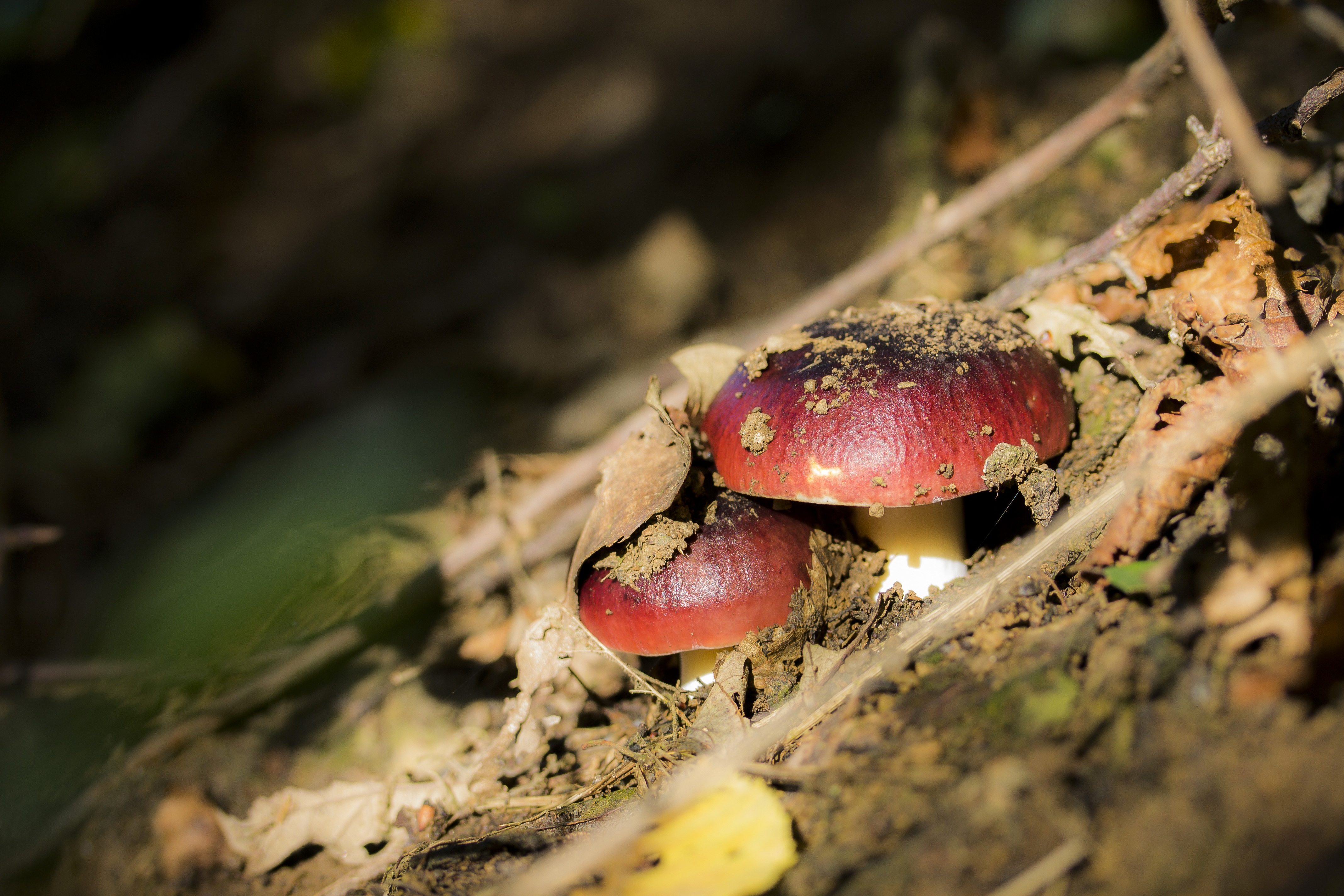 Красный грибок. Красные грибы на дереве. Грибы шипы. Грибы на листьях. Пост красный гриб
