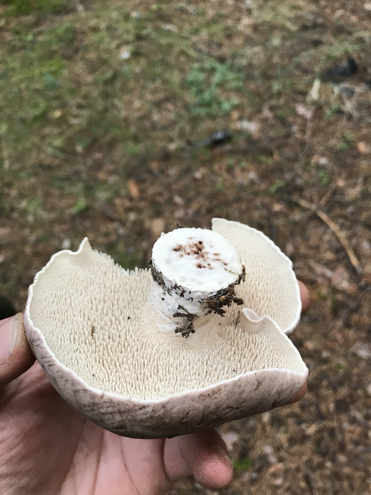 Ежовик белоножковый гриб