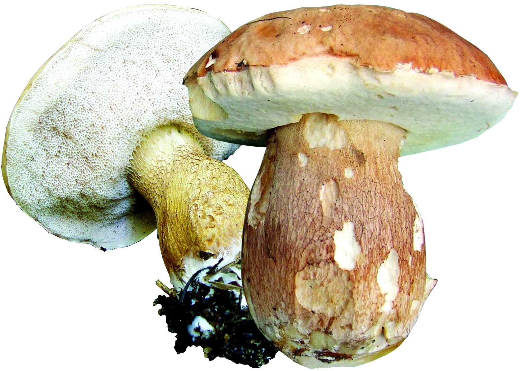 Tylopilus felleus – желчный гриб