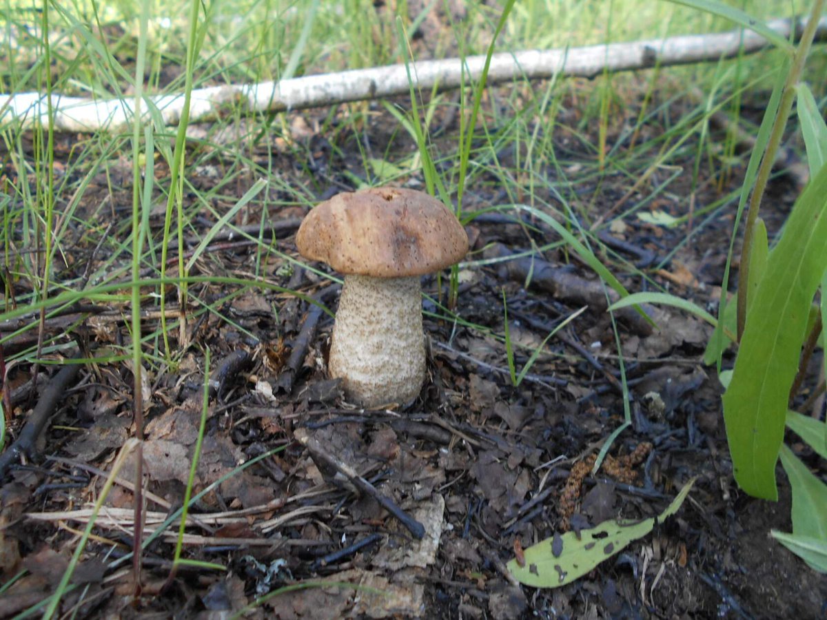 Сбор грибов в Вологодской области
