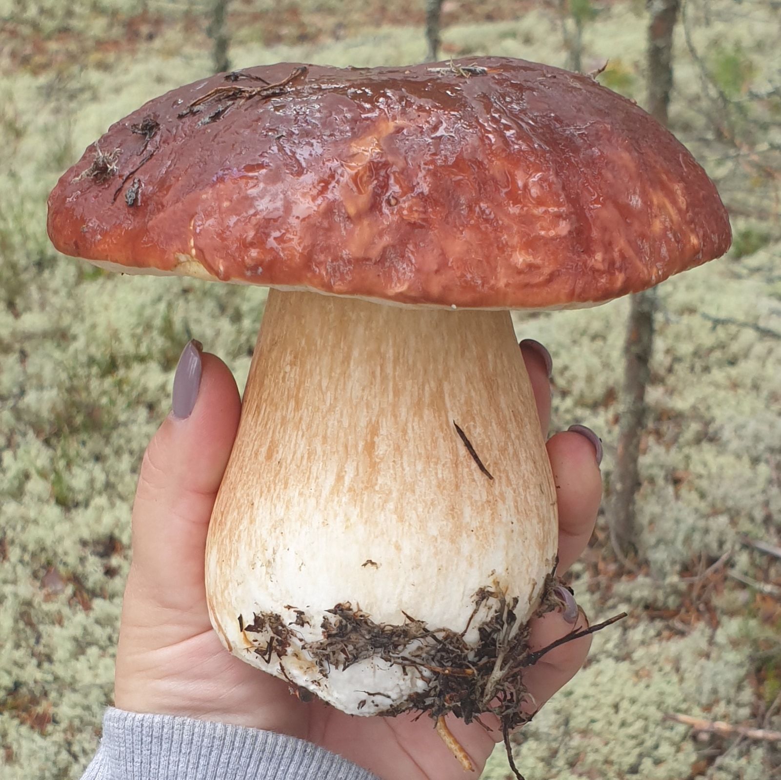 Белые грибы в Карелии
