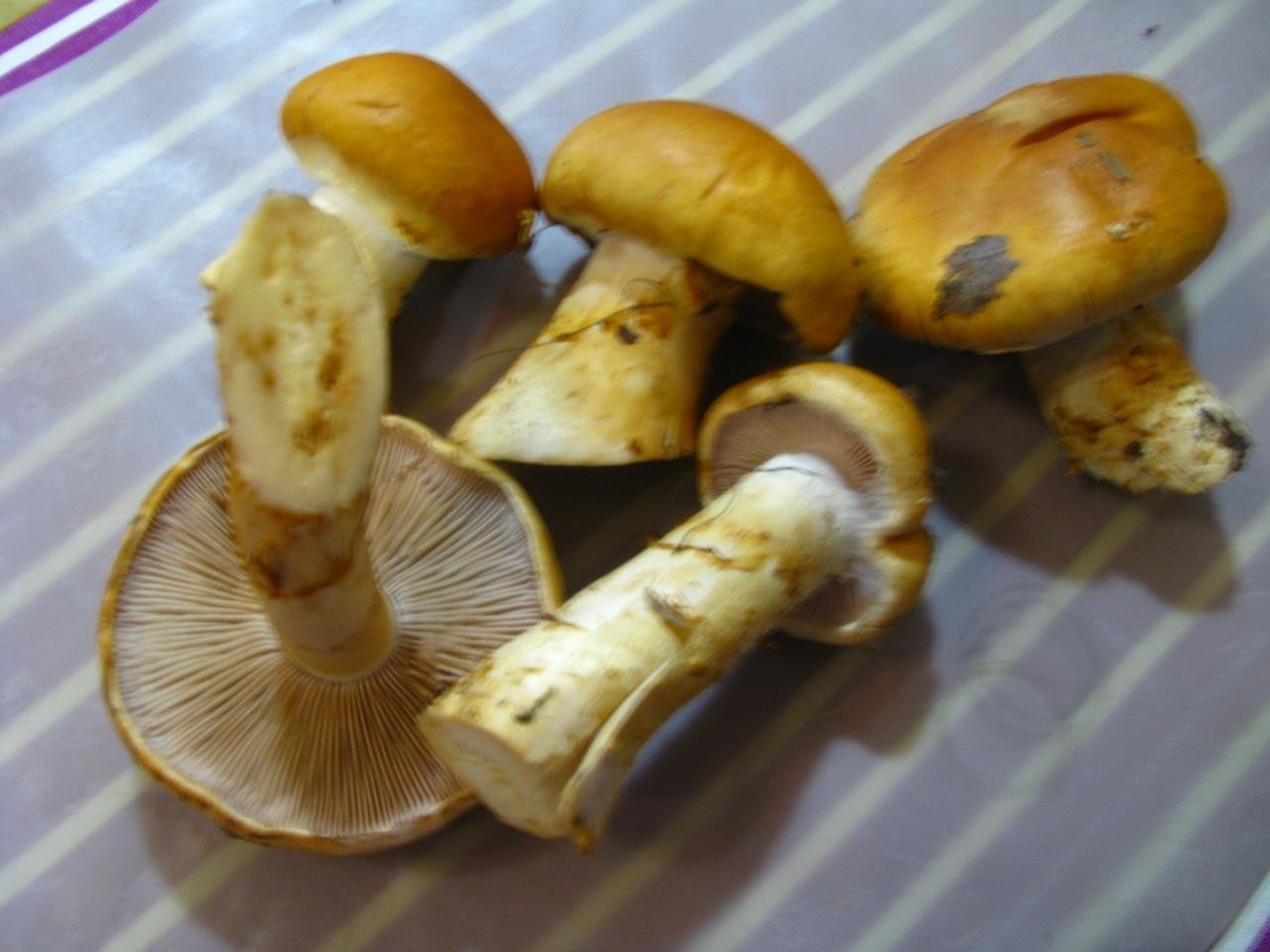 Паутинник гриб желтый с толстой ножкой съедобный