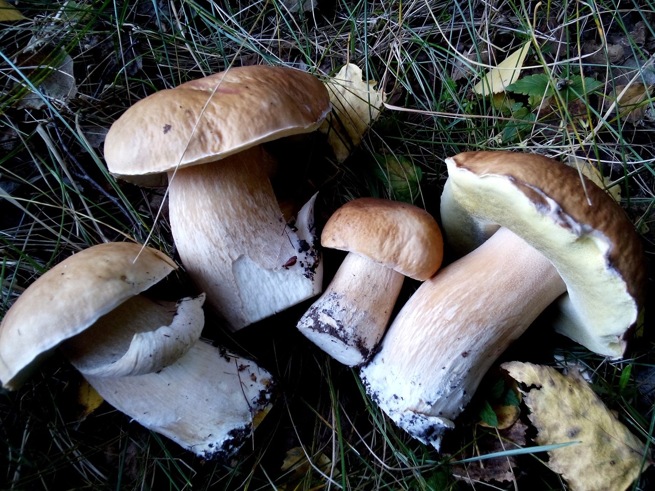 Белые грибы в Тульской области