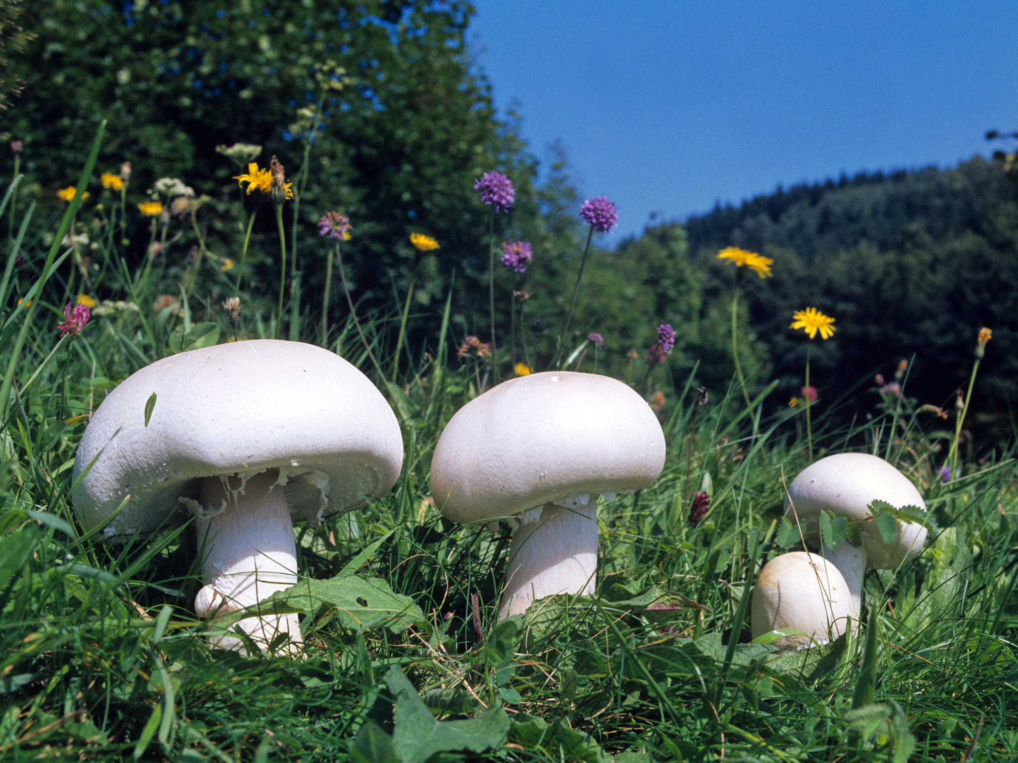 белый гриб опасный двойник название и фото