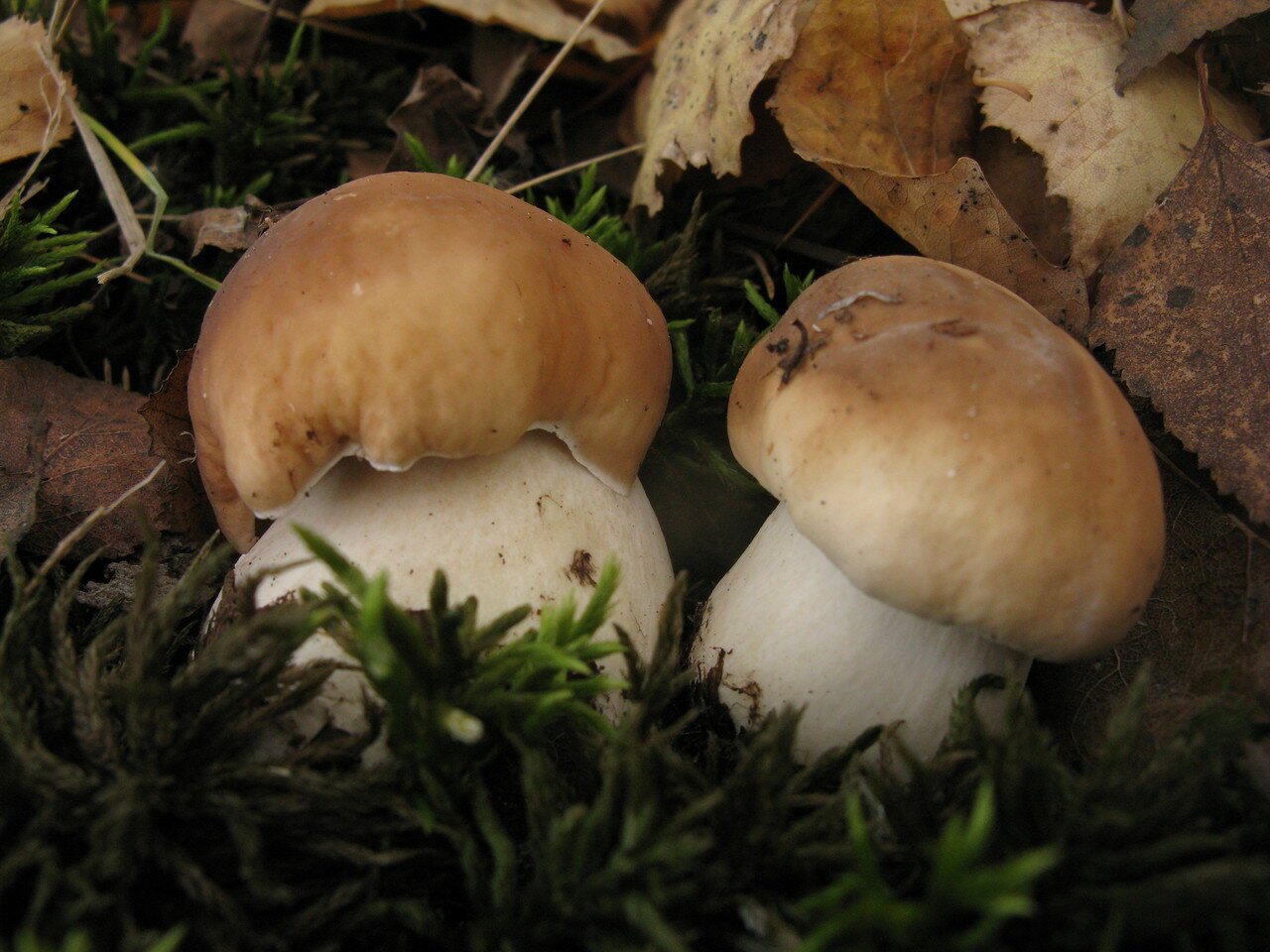 Чаудинский белый гриб
