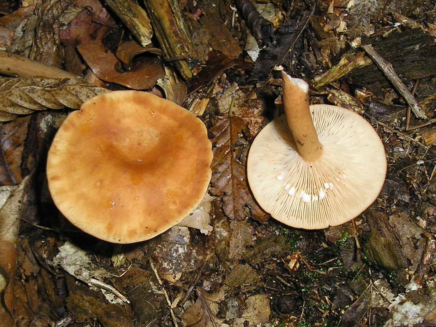 Краснушка гриб фото