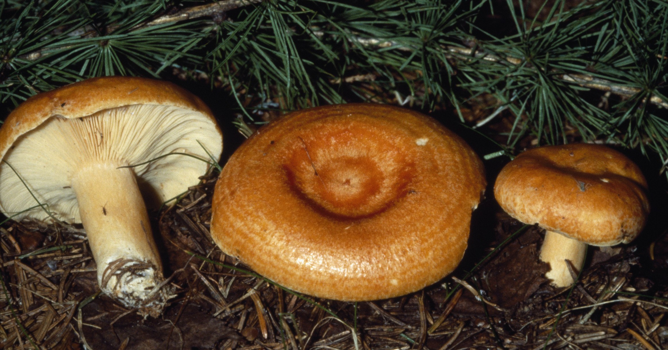 Краснушка гриб