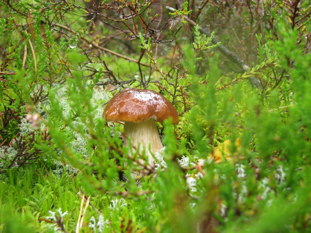 Дождь грибы лес