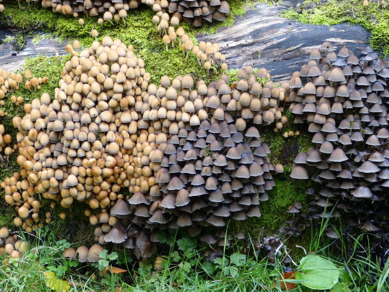 Съедобные грибы на пнях