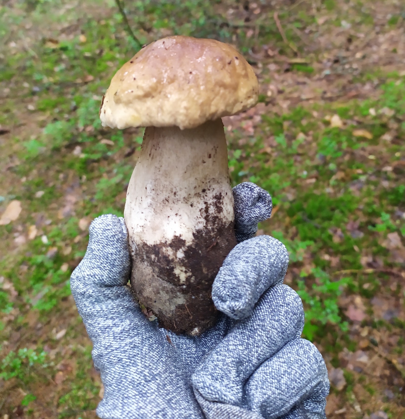 Белые большие грибы после дождя