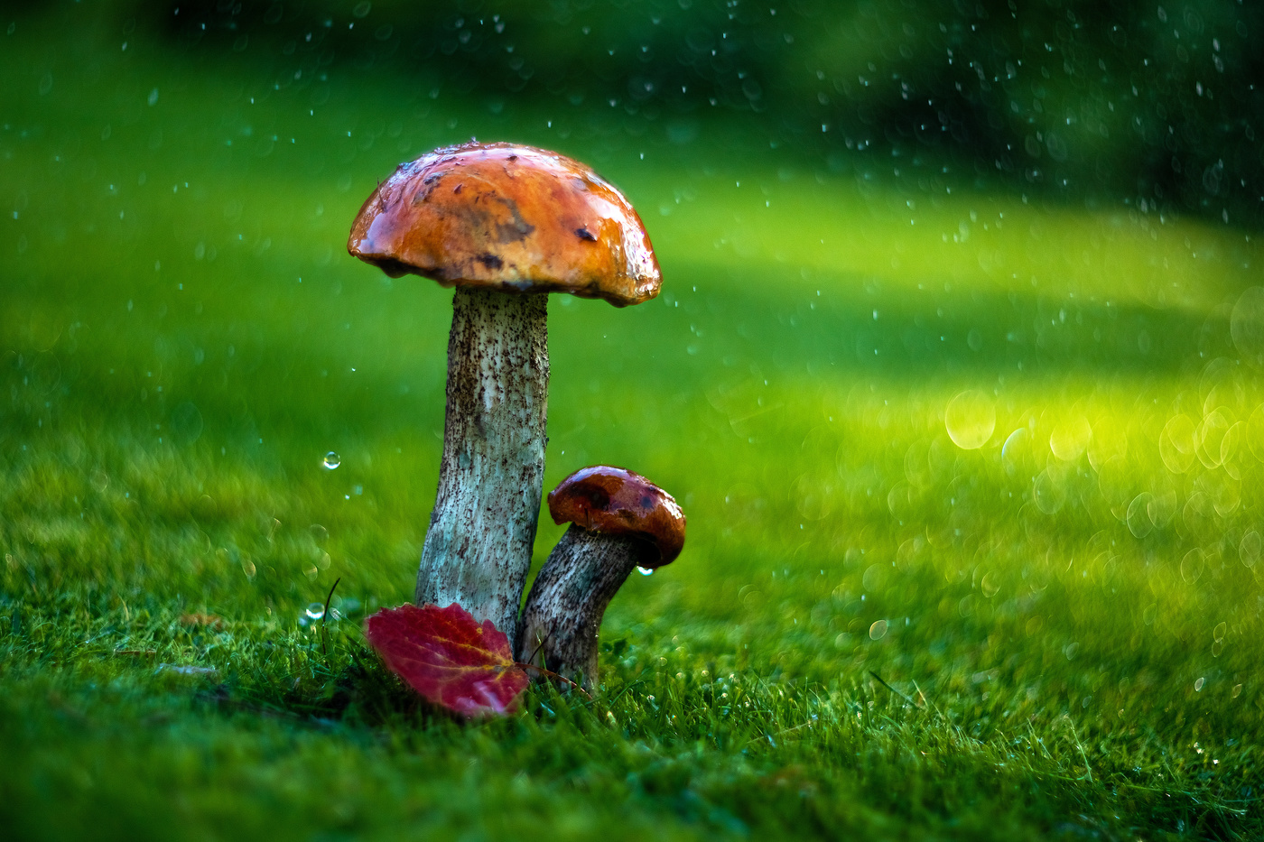 Осень дождь грибы
