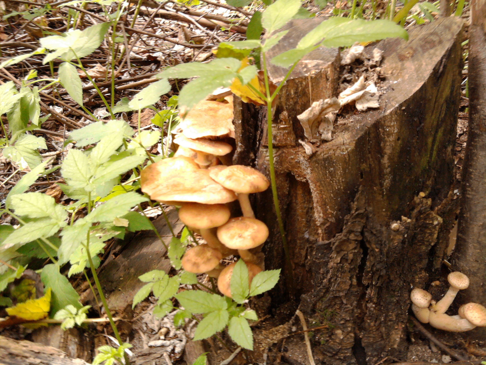 ядовитые грибы на пнях фото
