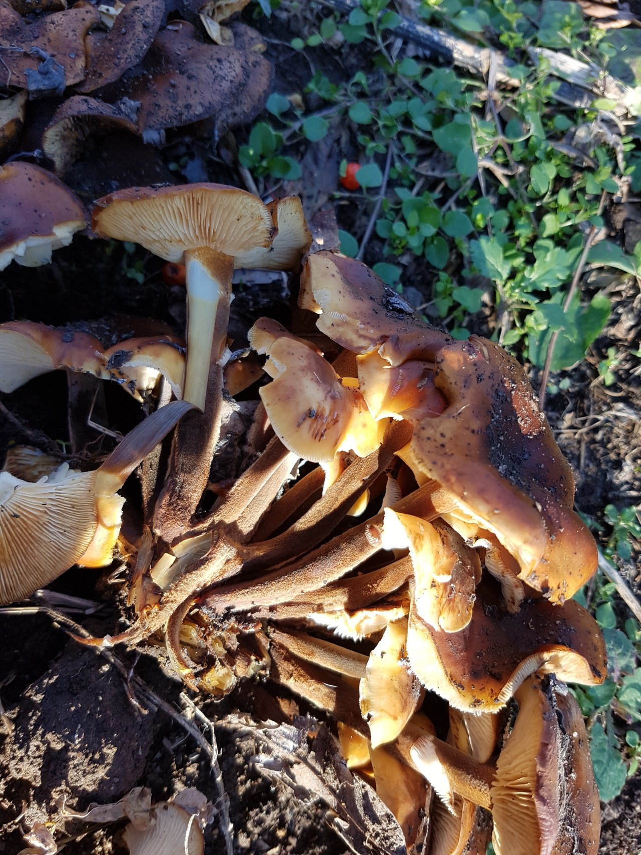 Пеньковые грибы съедобные