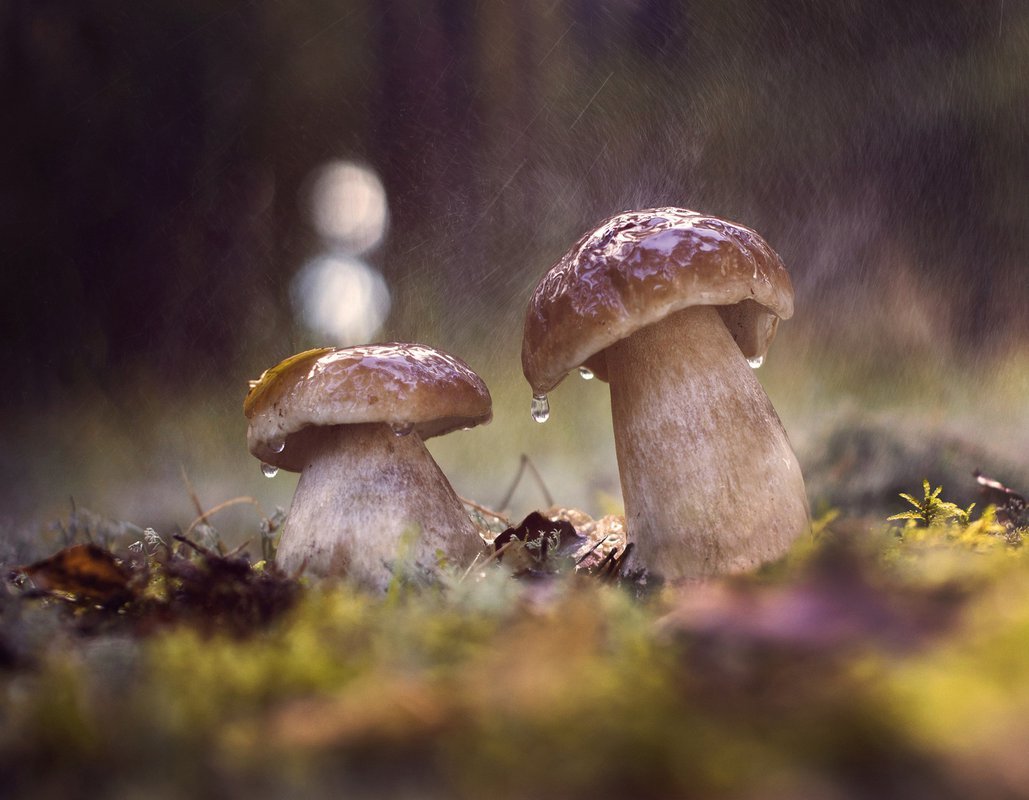 Дождевые грибы в поле