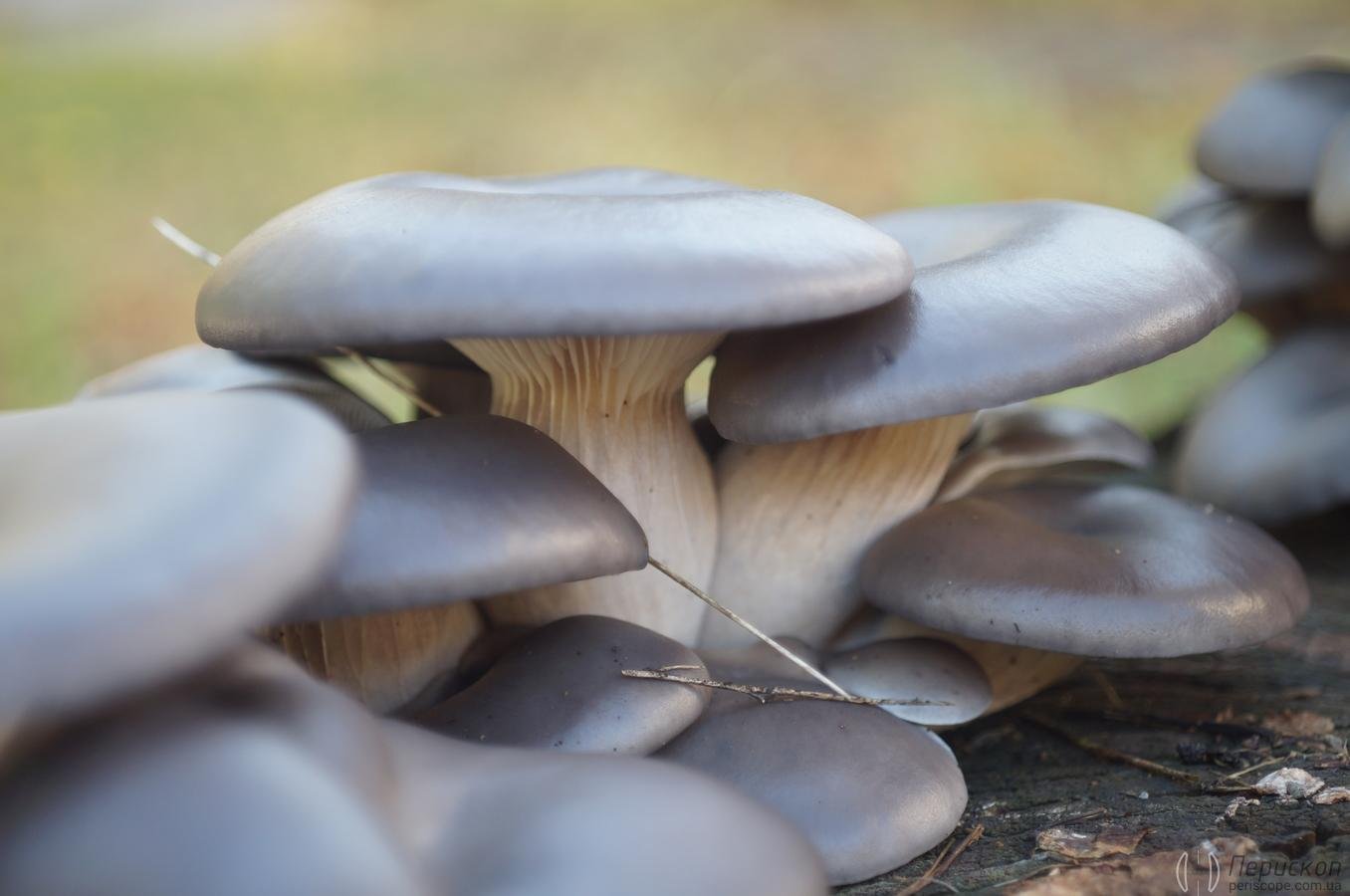 Пеньковые грибы съедобные