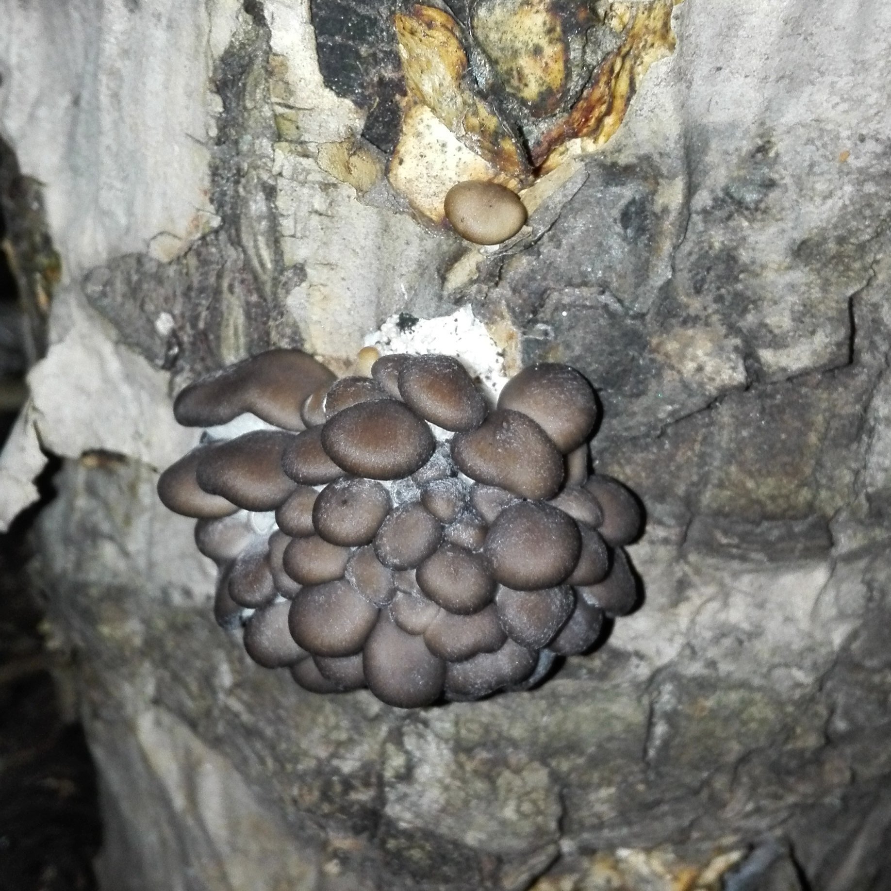 Пеньковые грибы