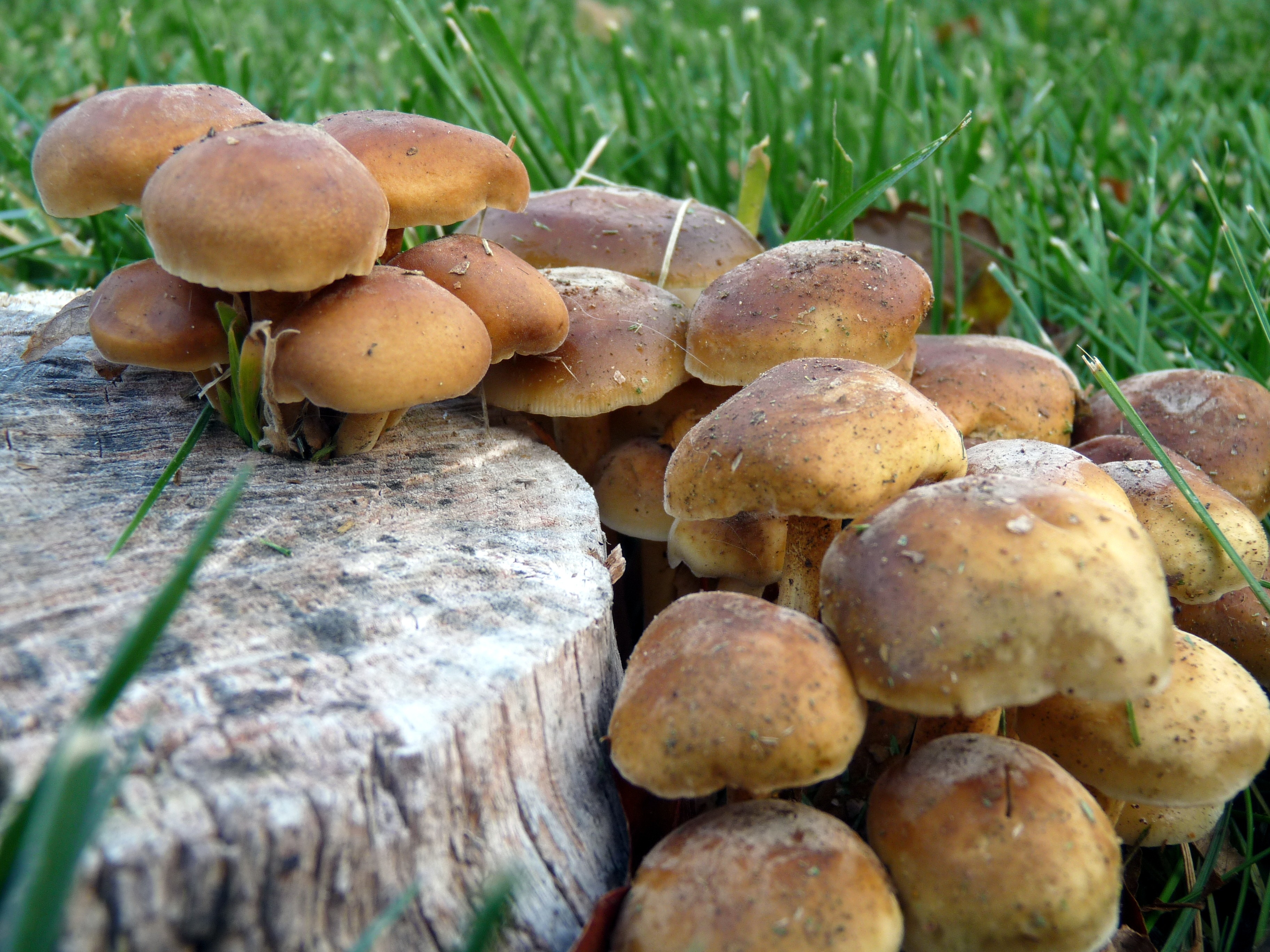 Желтые грибы на пне