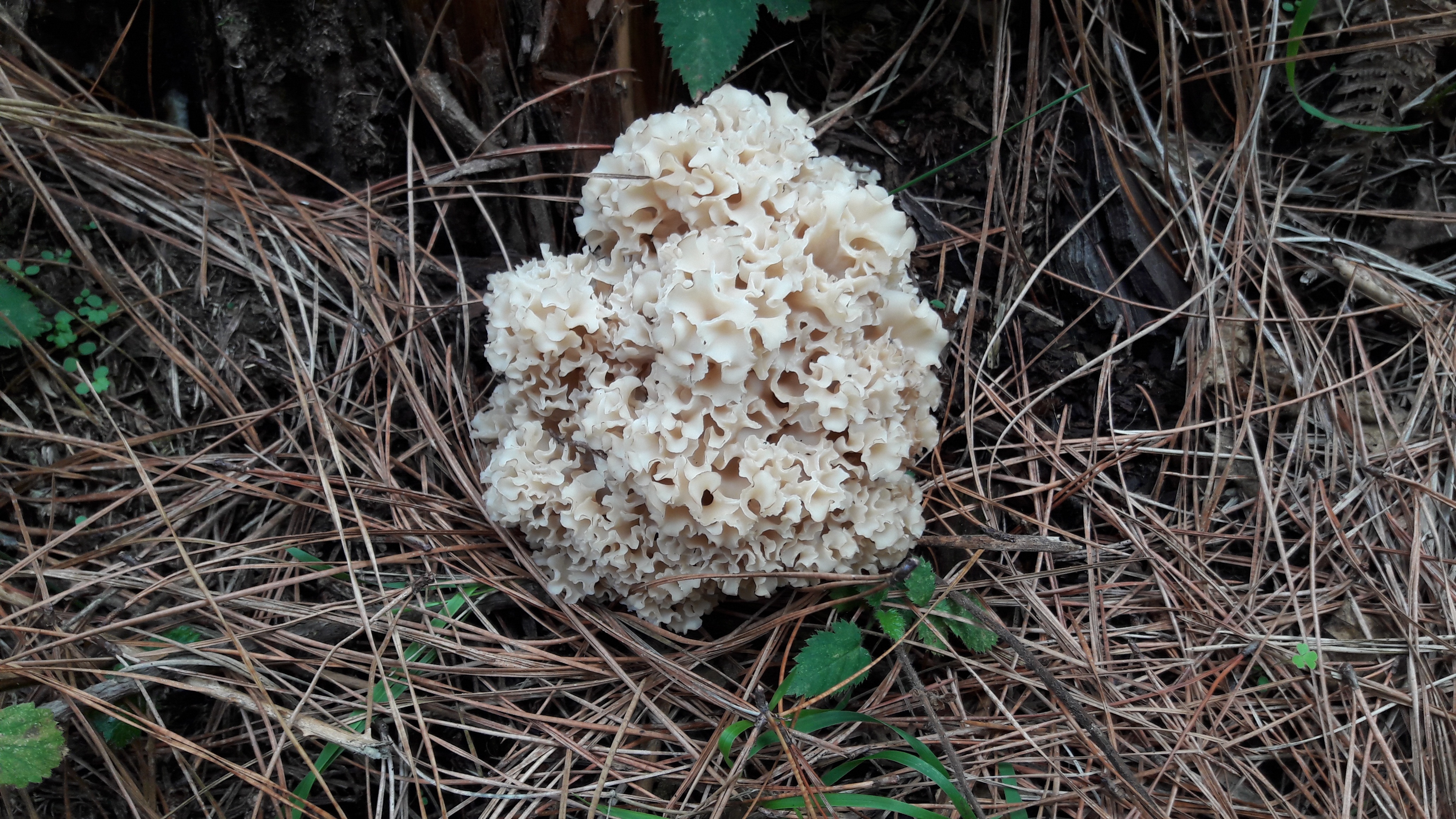 Белоголовник гриб