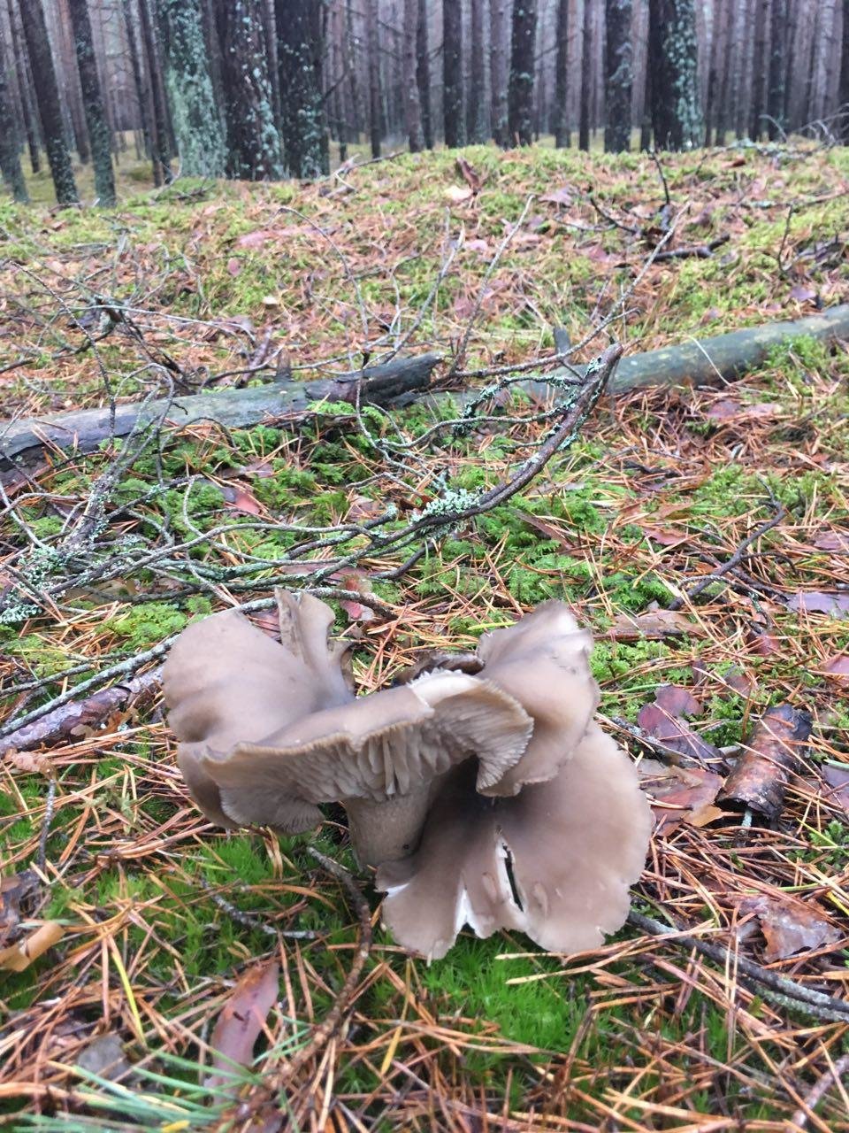съедобные серые грибы в сосновом лесу фото