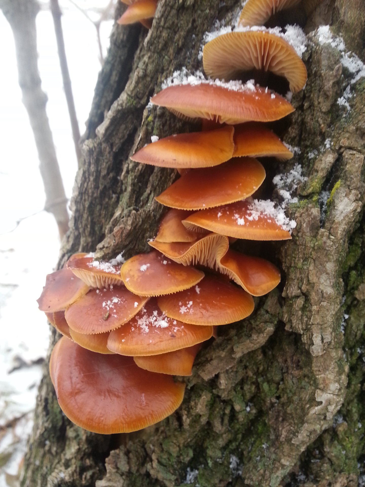 грибы опята зимние фото