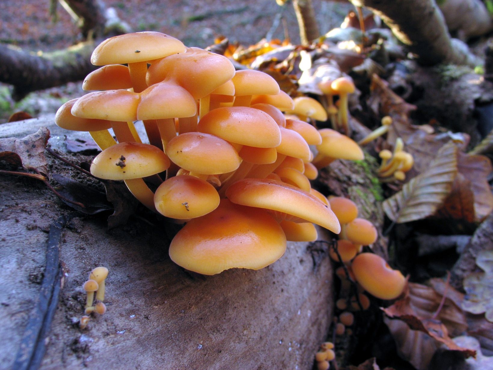 грибы опята зимние фото