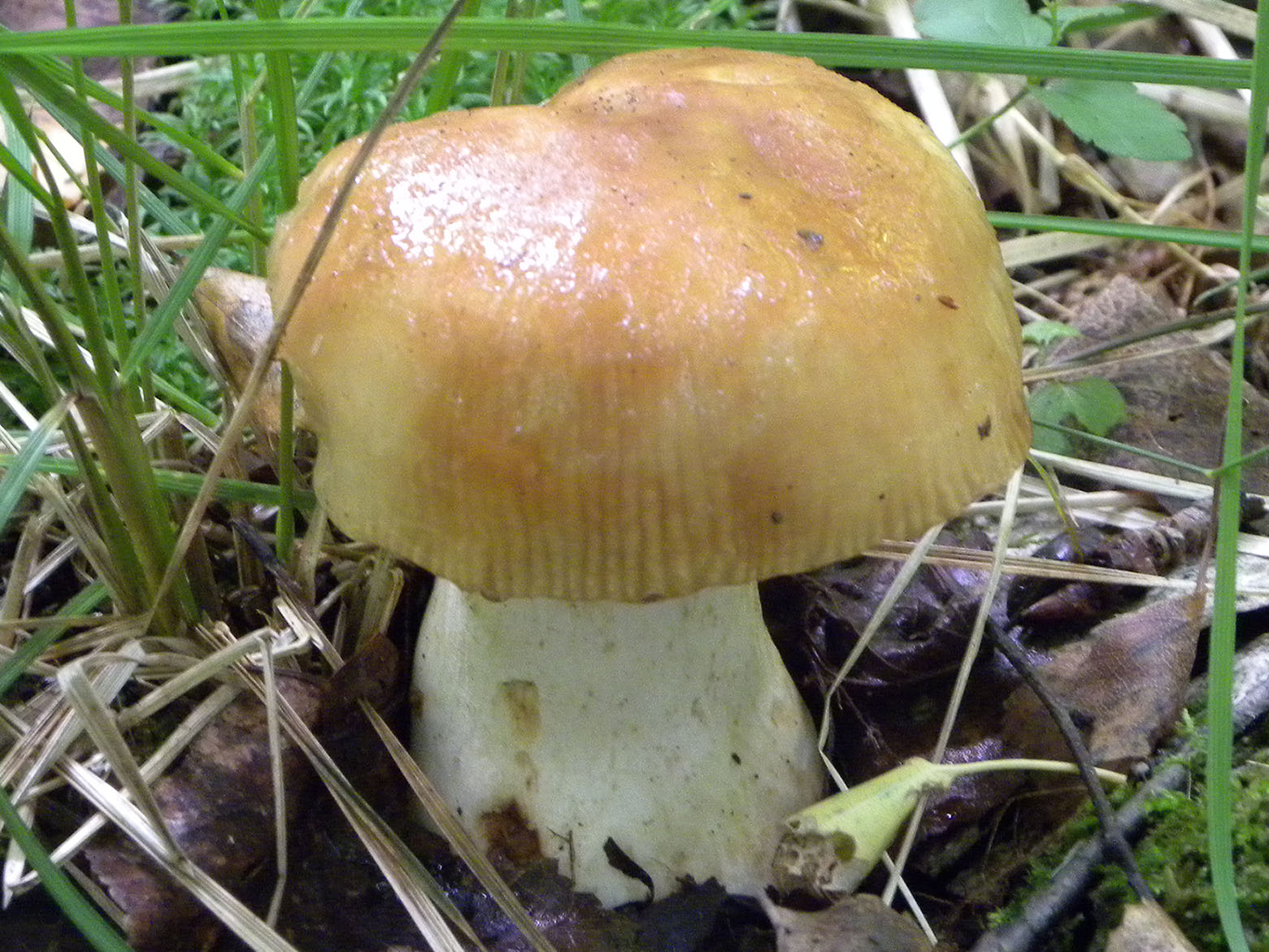 Съедобные пластинчатые грибы Валуй