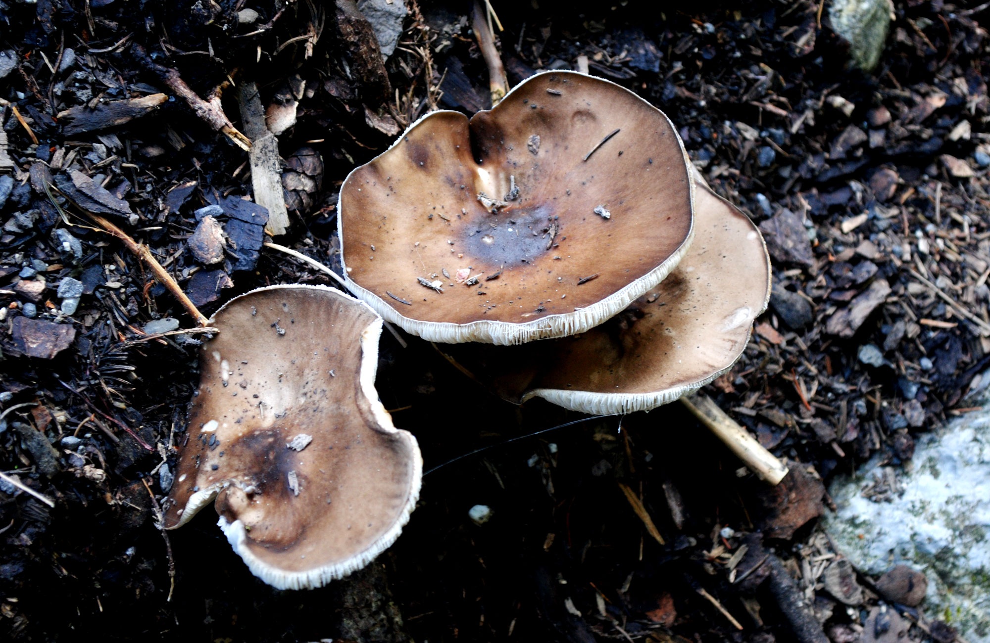 Рыцарские грибы
