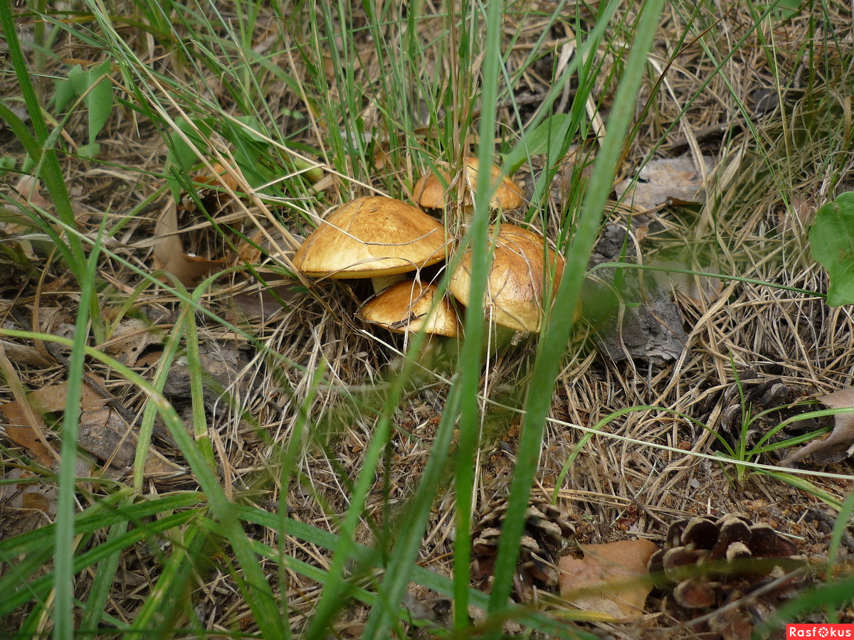 Степной гриб Астрахань