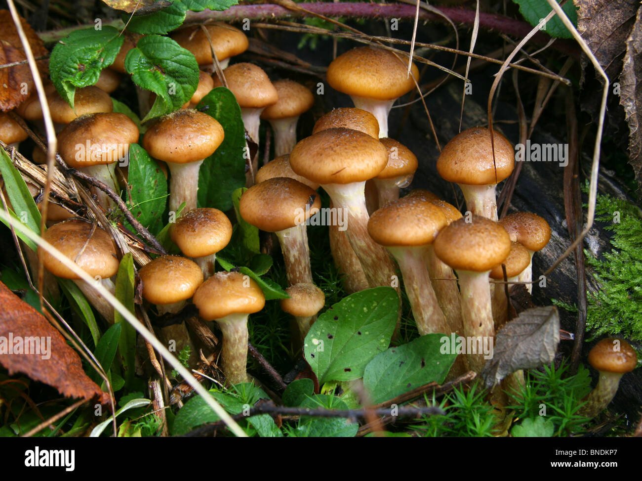 Двойники грибов опенок летний