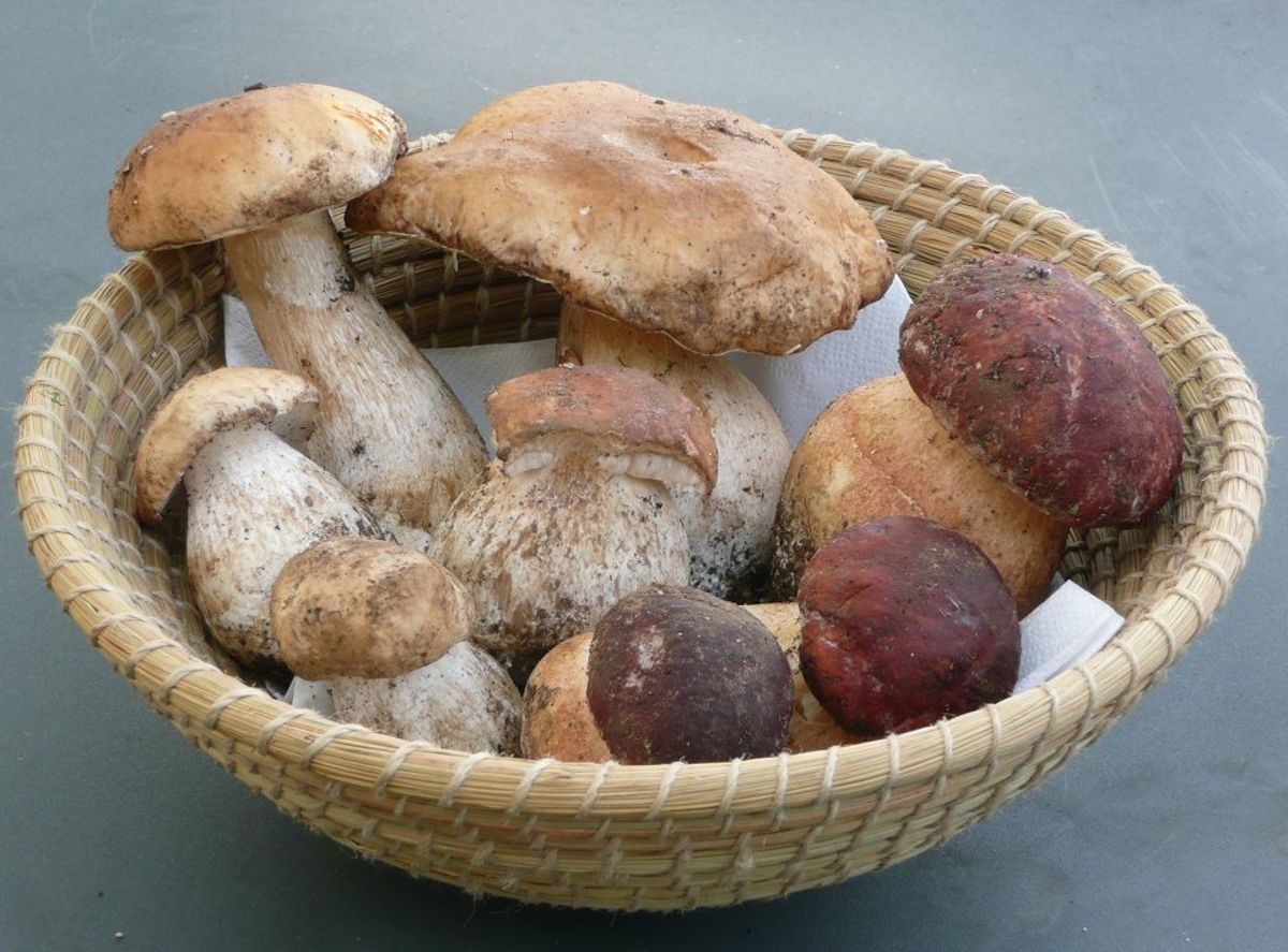 Можно ли готовить грибы. Порчини грибы. Белые грибы порчини. Отваренные белые грибы. Вареные грибы.