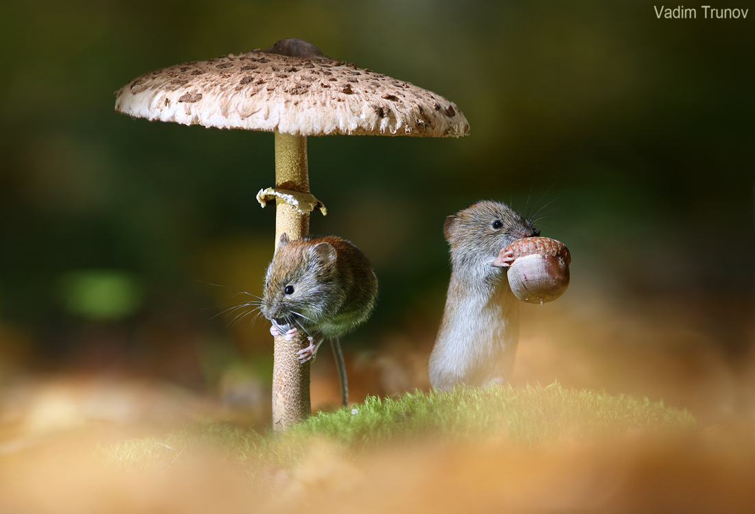 Мышь и гриб