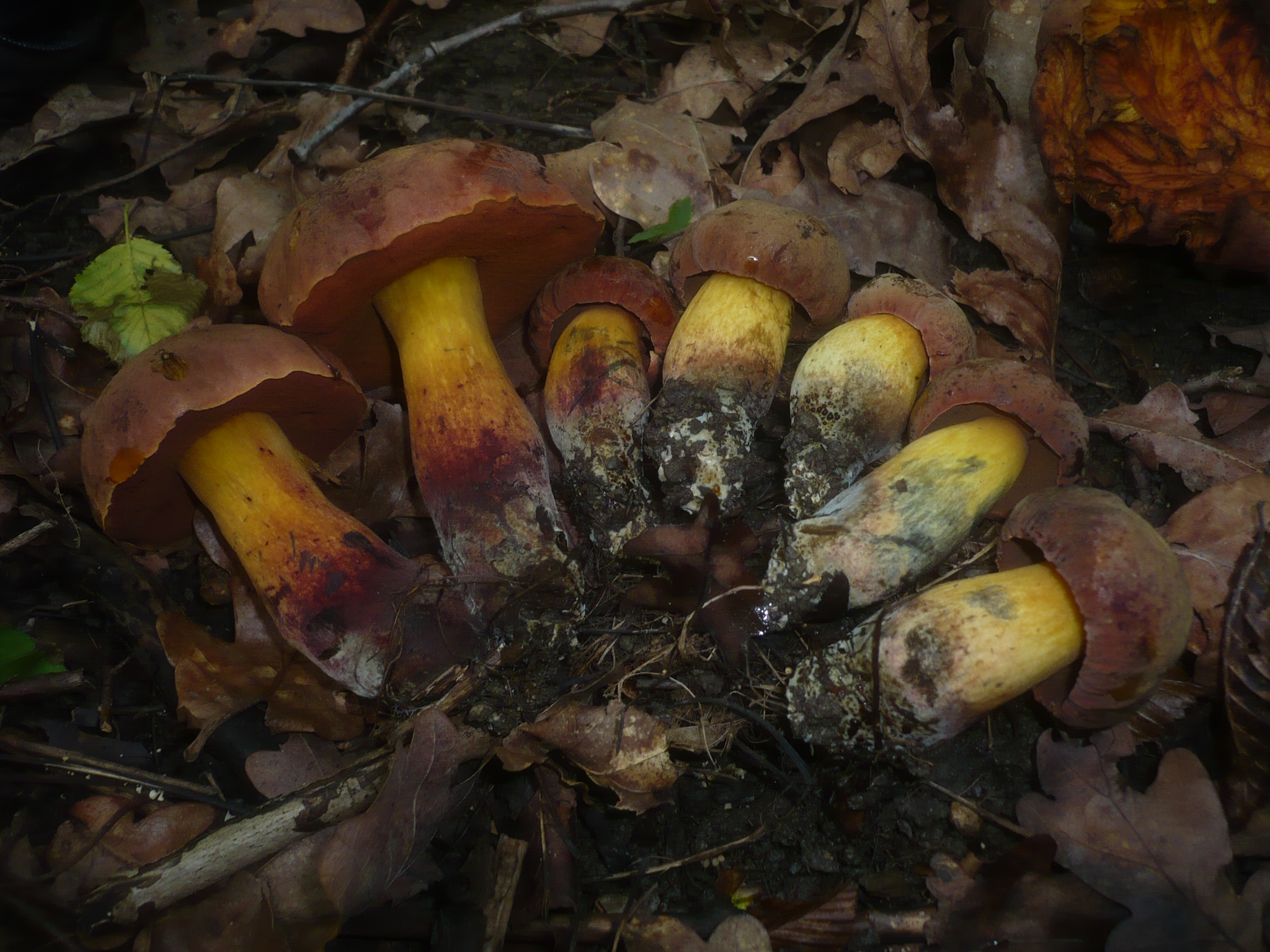 Ядовитые грибы Камчатки