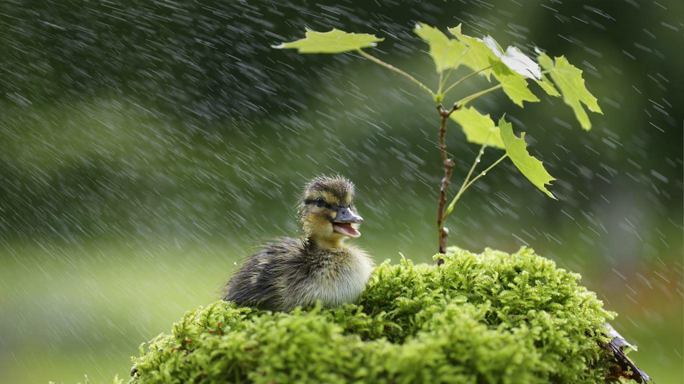 Дождь животные