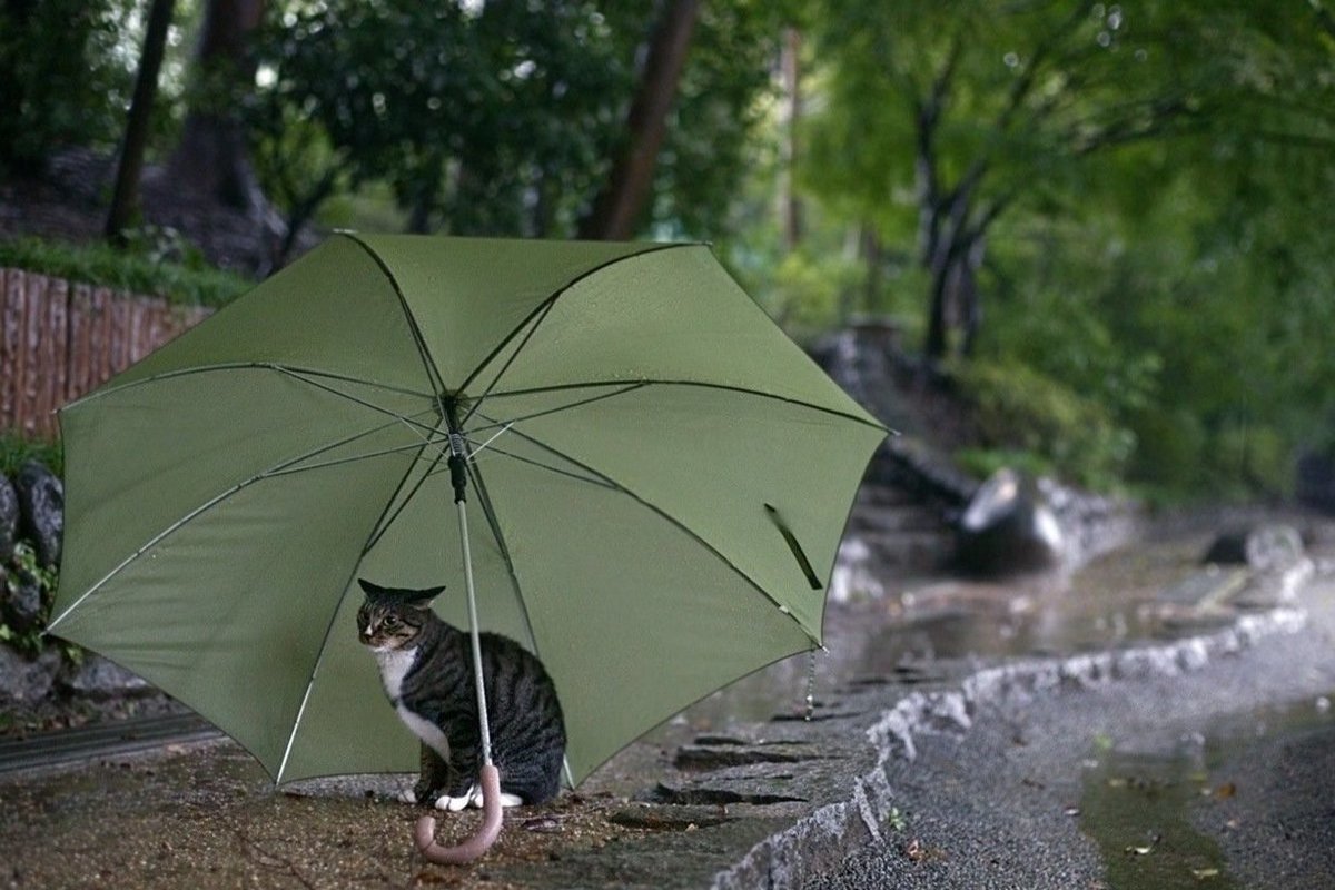 Фото под зонтом в дождь