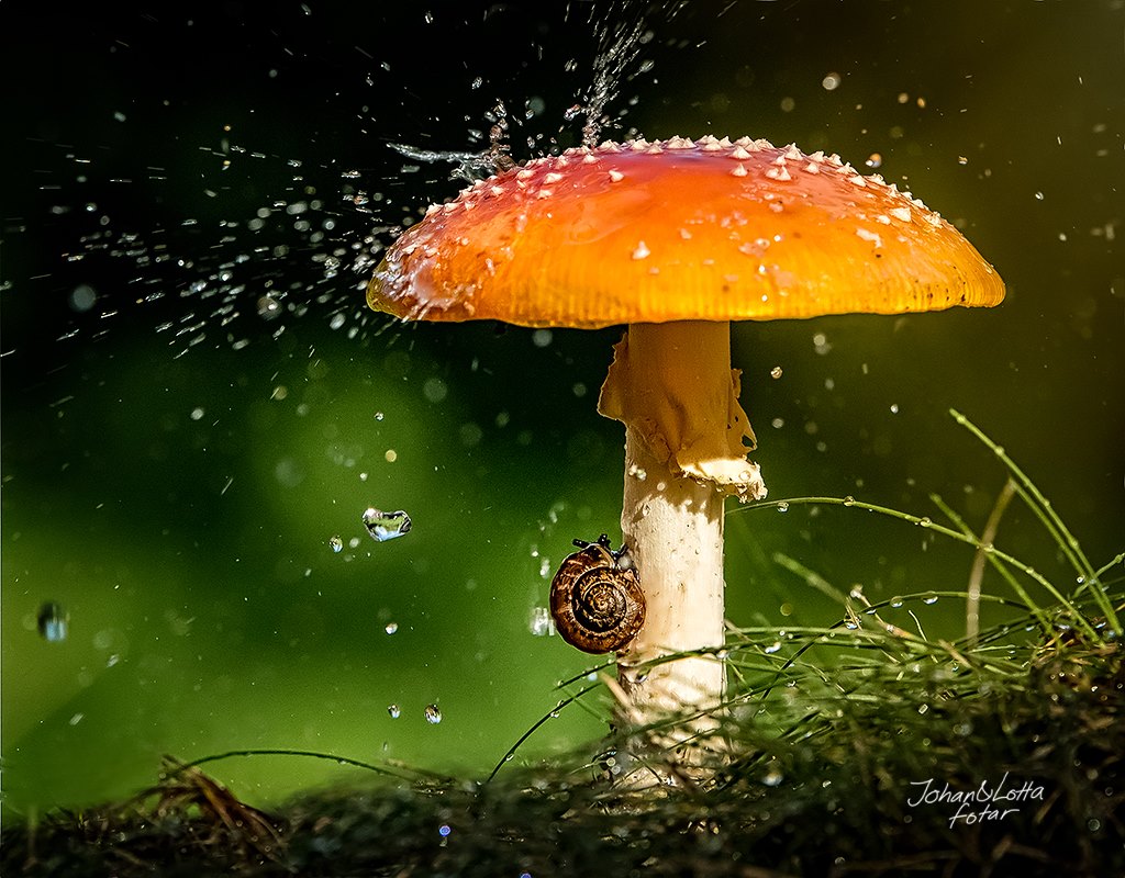Дождь и красивые грибы